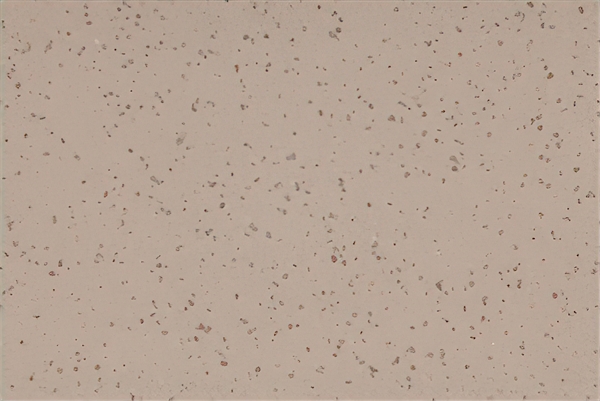 Altro Aquarius Terrapin